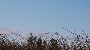 Mavi gökyüzünde uçan kuşlarla sallanan yeşil sazlıklar Petaluma California 'da beyaz bulutlar