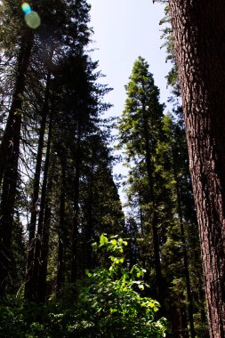 Calaveras Büyük Ağaçlar Eyalet Parkı 'nda Mavi Gök ve Önplanda Küçük Ağaç Olan Uzun Ağaçlar