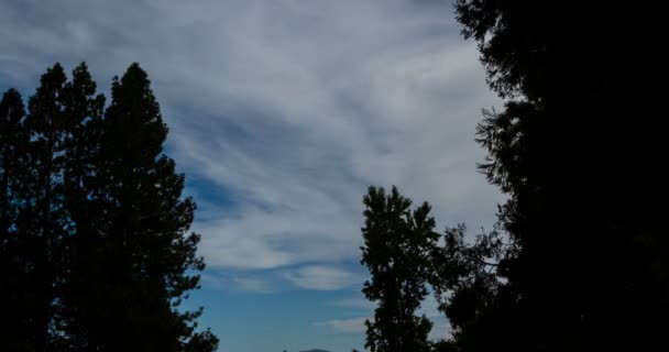 Time Lapse Cirrus Clouds Between Trees 4K — Stock Video