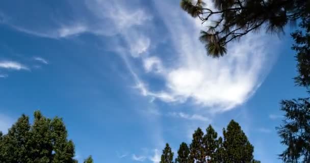 Tijd Lapse cirruswolken blauwe hemel tussen bomen 4k — Stockvideo