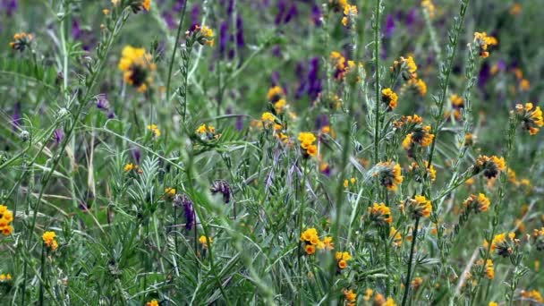 Fiori selvatici gialli e viola che si muovono nel vento — Video Stock