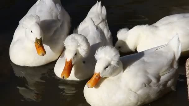 Disparo apretado de patos blancos en el estanque — Vídeo de stock