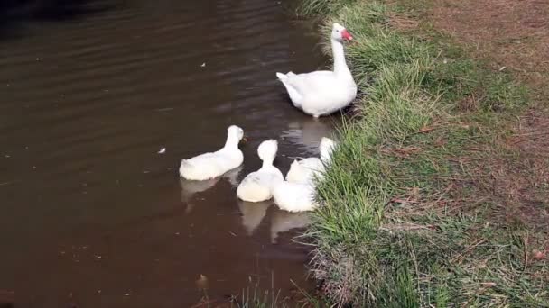 Patos brancos alimentando-se na borda da grama da lagoa — Vídeo de Stock