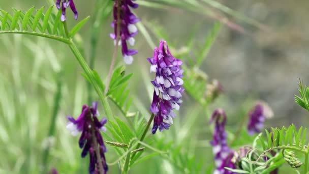 Tight Shot Of Purple Lupine Moving In Breeze — Stock Video
