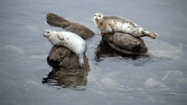 Two Harbor Seals Sitting On Rocks Looking Around — Stock Video