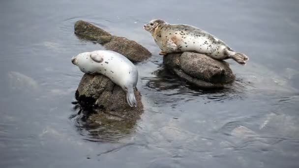 Twee Harbor zeehonden zittend op de rotsen rondkijken — Stockvideo