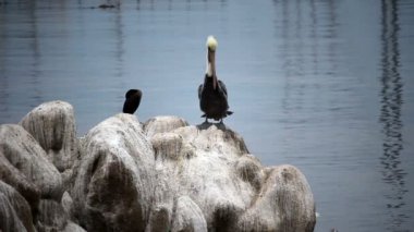 Monterey California'da Preening kayaya oturan Pelikan