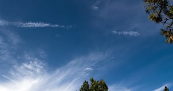 Tid förflutit stripig moln på blå himmel trädgrenar 4k — Stockvideo