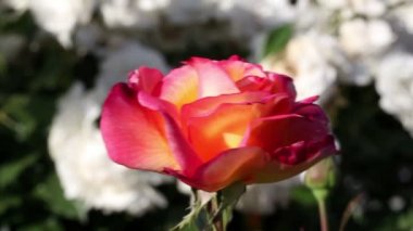 Meltem havada hareket tek kırmızı gül