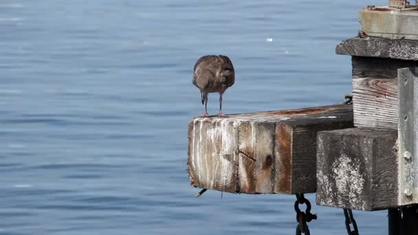 Seagull permanent op einde van Pier op zoek — Stockvideo