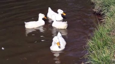 Dört beyaz ördek yüzme ve su birikintisi içinde besleme