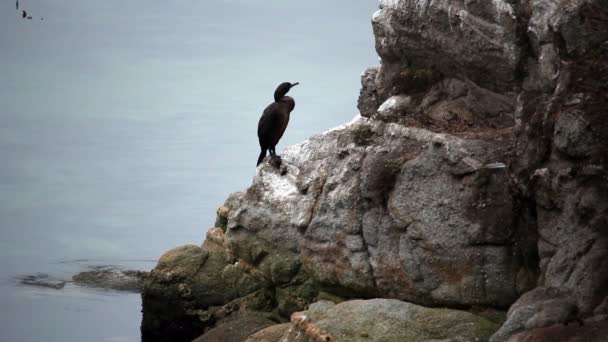 Kormorán sedící na skále rozhlížel Monterey v Kalifornii — Stock video