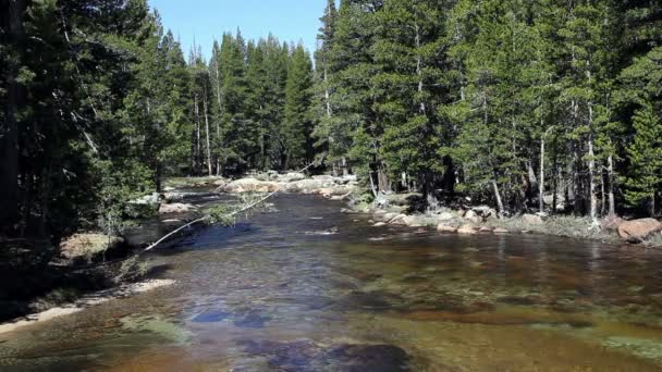 Merced River Yosemite Park Kalifornie teče mezi stromy — Stock video