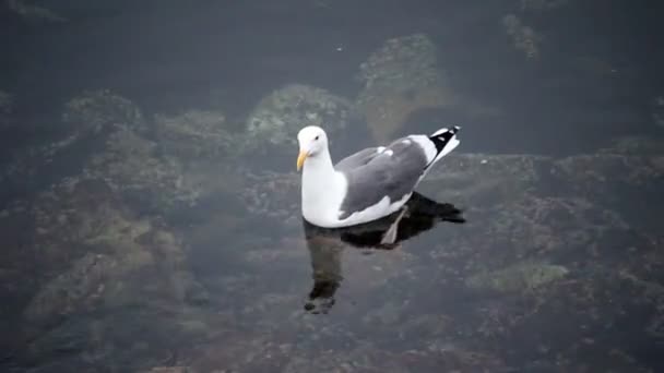 在浅水湾水中只孤独的海鸥游泳 — 图库视频影像