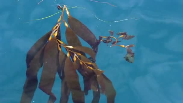 Algas marinas flotando en la superficie del agua del océano — Vídeos de Stock