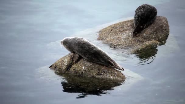 Dos focas sentadas en rocas Monterey California — Vídeo de stock