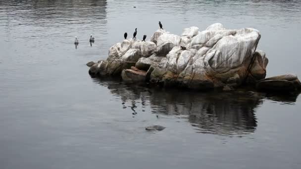 Marine Wildlife Around Rock Monterey Bay California — Stock Video