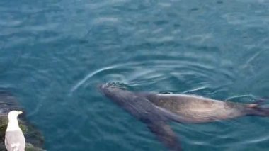 Pier Monterey California'da Balık tutma yakınındaki deniz aslanı Yüzme