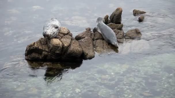 Dvě těsnění na skalách Monterey Bay Kalifornie — Stock video