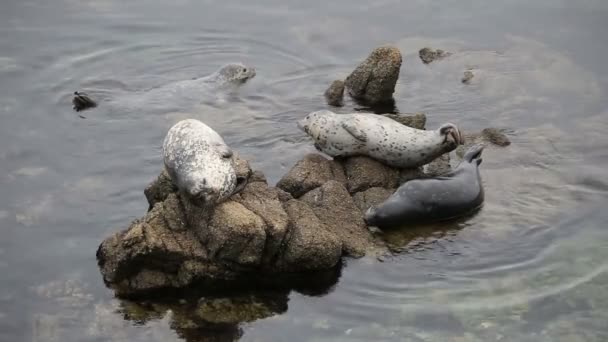 Drei Seehunde auf Felsen mit einem Schwimmen — Stockvideo