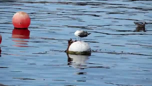 Seagull stående på förtöjning boj putsar Monterey Ca — Stockvideo