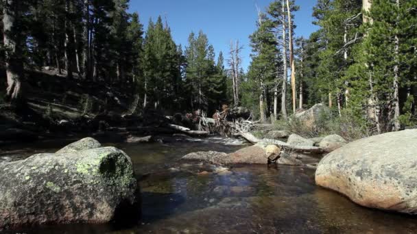 Corriente que fluye entre rocas y árboles Yosemite — Vídeos de Stock