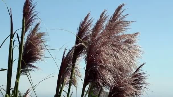 Hierba marina moviéndose en brisa contra el cielo azul — Vídeo de stock