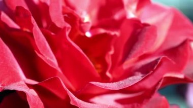 Kırmızı gül yavaşça esintiyle açık havada hareket