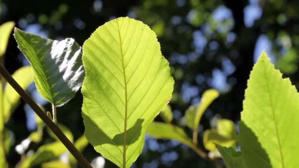 Sun Behind Green Leaf Moving In Breeze — Stock Video