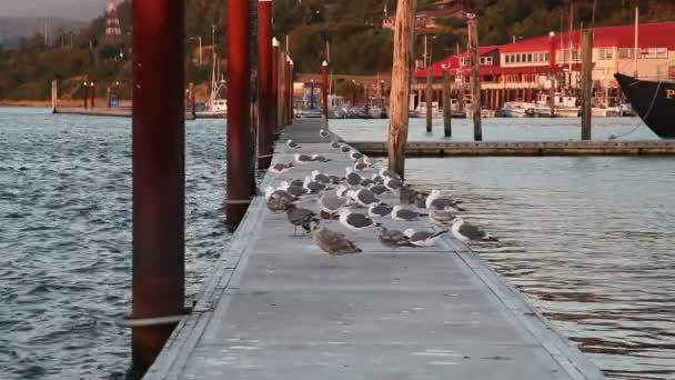 Flock fiskmåsar på Dock guld stranden Oregon — Stockvideo