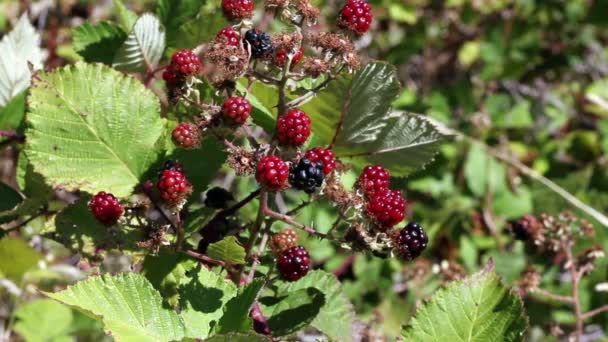 Brombeeren an Weinreben im Freien bewegen sich im Wind — Stockvideo