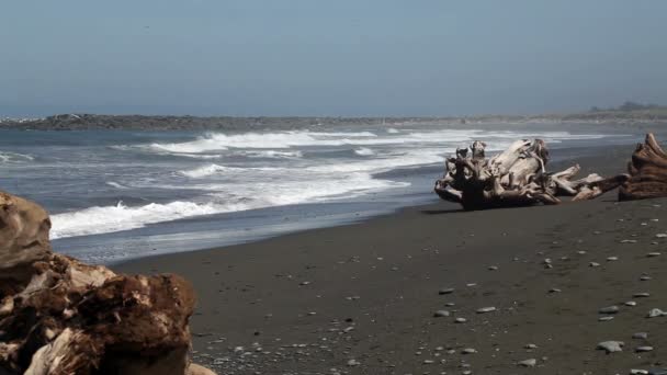 Vågor på stranden med stora drivved loggar — Stockvideo