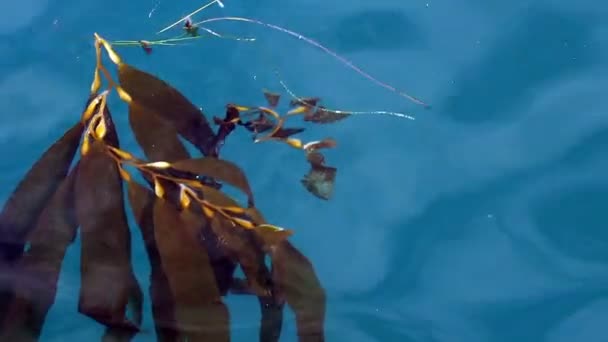 Algas marinhas flutuando em ondas suaves Monterey Califórnia — Vídeo de Stock