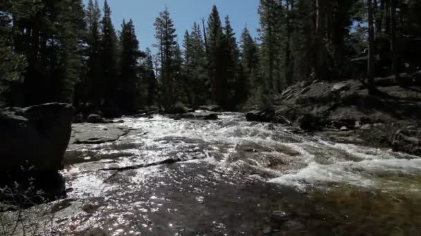 Ποταμός που ρέει προς το πάρκο Yosemite κάμερα Καλιφόρνια — Αρχείο Βίντεο