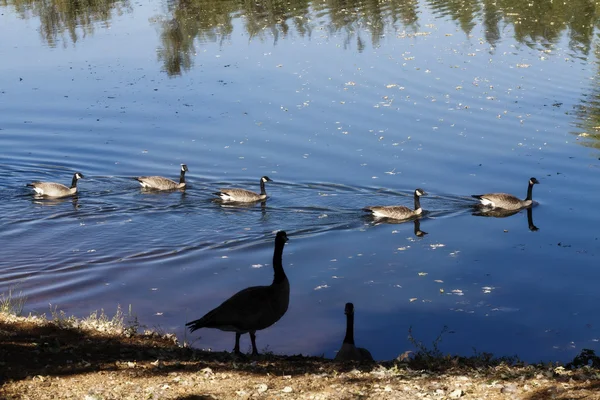 Canadian Geese Swimming In Pond And On Shore — Stock Photo, Image