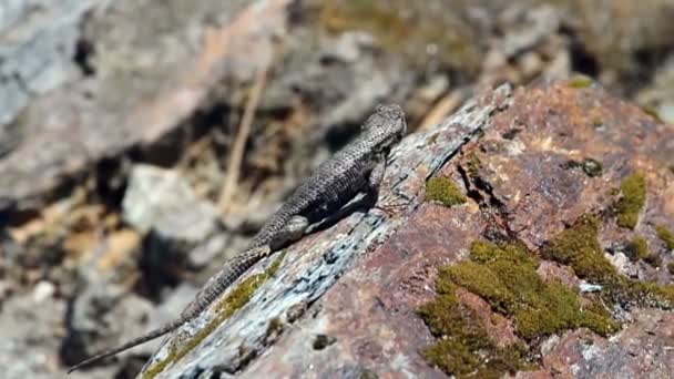 Strakke Shot Lizard op rots rondkijken — Stockvideo