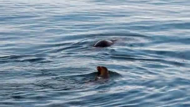 Leões marinhos nadando na baía Monterey Califórnia — Vídeo de Stock