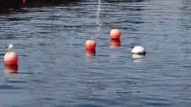 Sea Gull Landing On Mooring Buoy And Standing — Stock Video