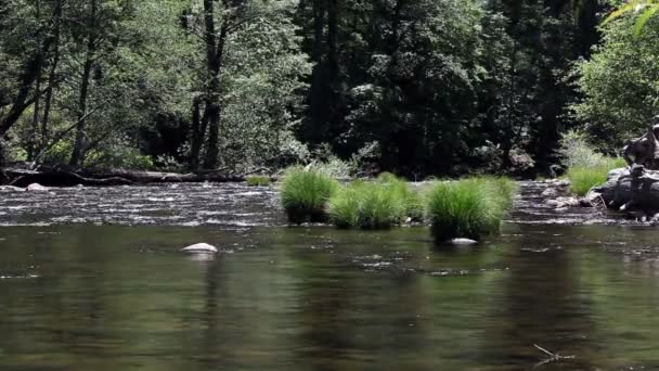 Merced River fließt zwischen Bäumen und Pflanzen — Stockvideo