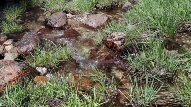 Strakke Shot van Water stroomt temidden van gras en rotsen — Stockvideo