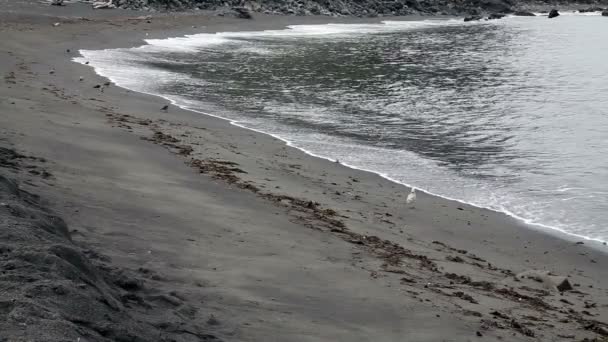 Gaviotas caminando en la playa de arena con suaves olas — Vídeo de stock