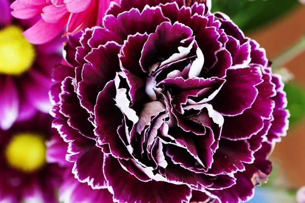 紫の花のカラフルな背景のタイトなショット — ストック写真