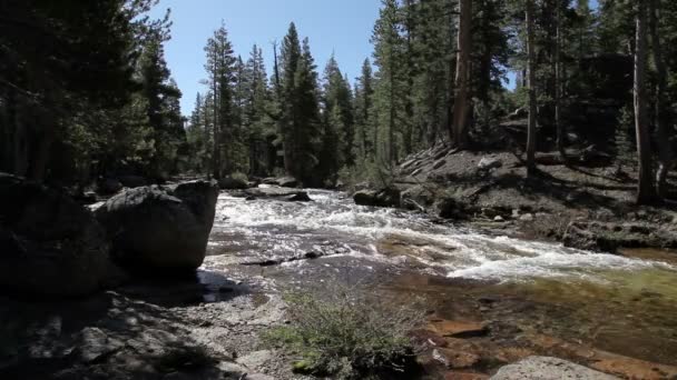 Liten flod som rinner mellan tallar och stenar — Stockvideo