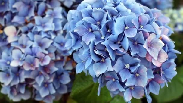 Hydrangea Flowers Moving In Wind Green Leaves — Stock Video