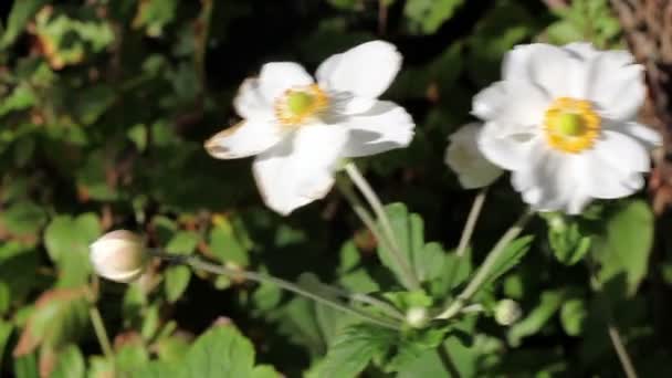 Weiße Blüten auf grünen Halmen, die sich im Wind bewegen — Stockvideo