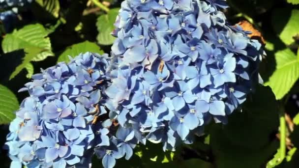 Hydrangea Květiny v Wind zelené listy — Stock video