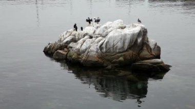 Siyah karabatak ve kayada duran Pelikan
