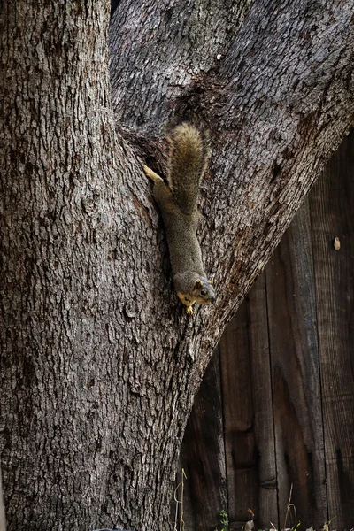 Γκρι σκίουρος ανάποδα σε κορμό δρύινο δέντρο — Φωτογραφία Αρχείου