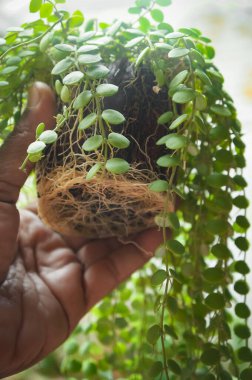 Çiftçi eli Dishidia Geri ev bitkilerinin devasa ve verimli köklerini gösteriyor