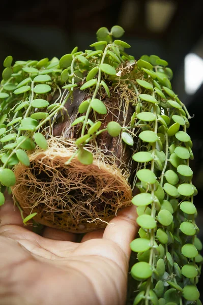 手部显示沙门氏菌科植物的大量肥沃根部 — 图库照片